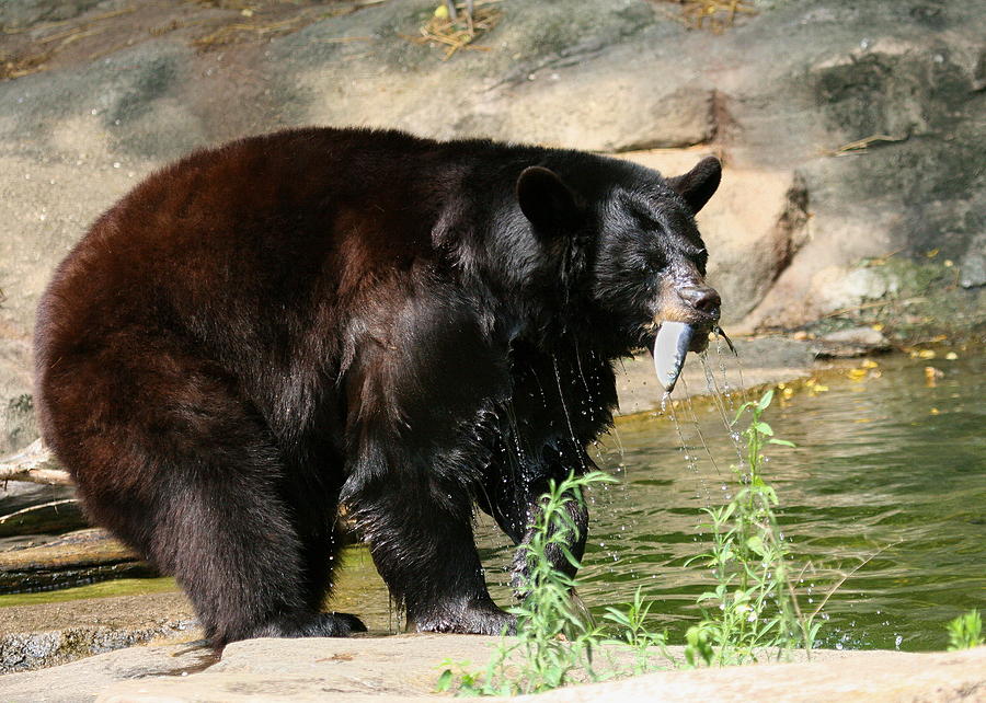 Black Bear Fishing Photograph by Angela Rath