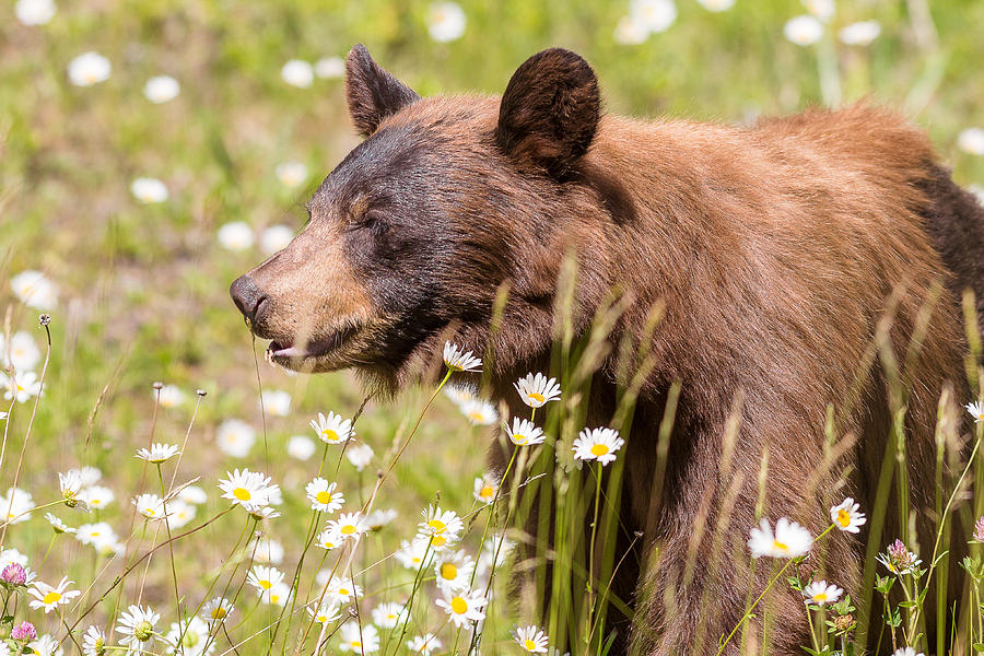 black bear with pretty flowers