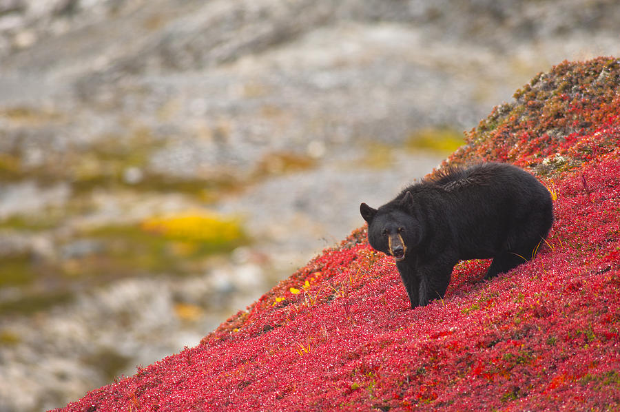 Wildlife Photograph - Black Bear Foraging For Berries On A by Michael Jones