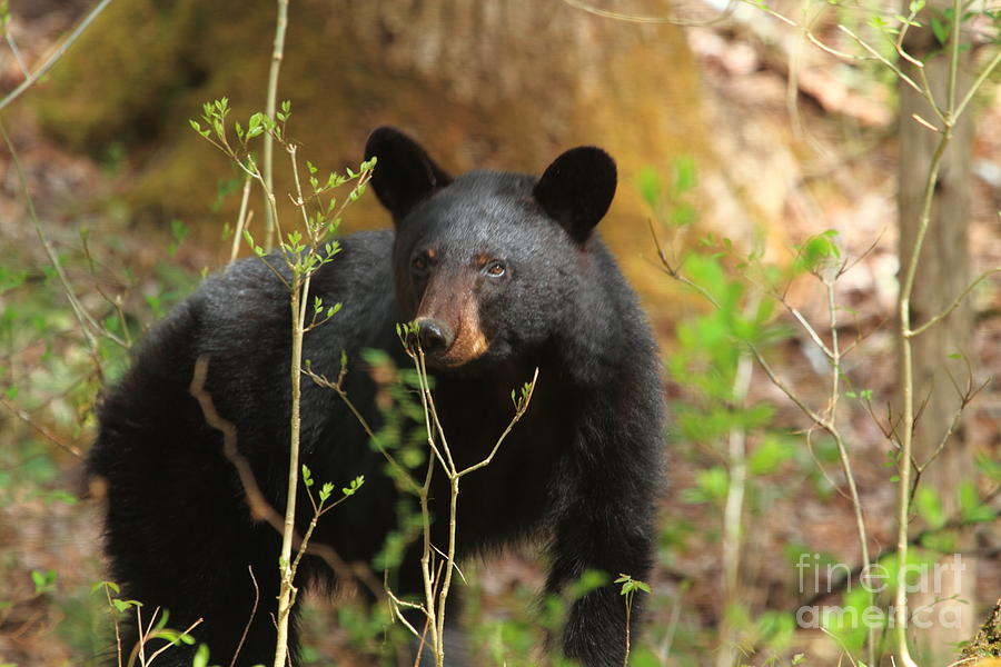 Black Bear Photograph by Geraldine DeBoer