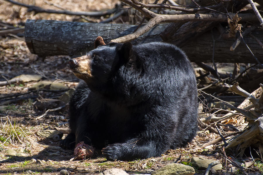 Mammal Photograph - Black Bear guarding food by Flees Photos