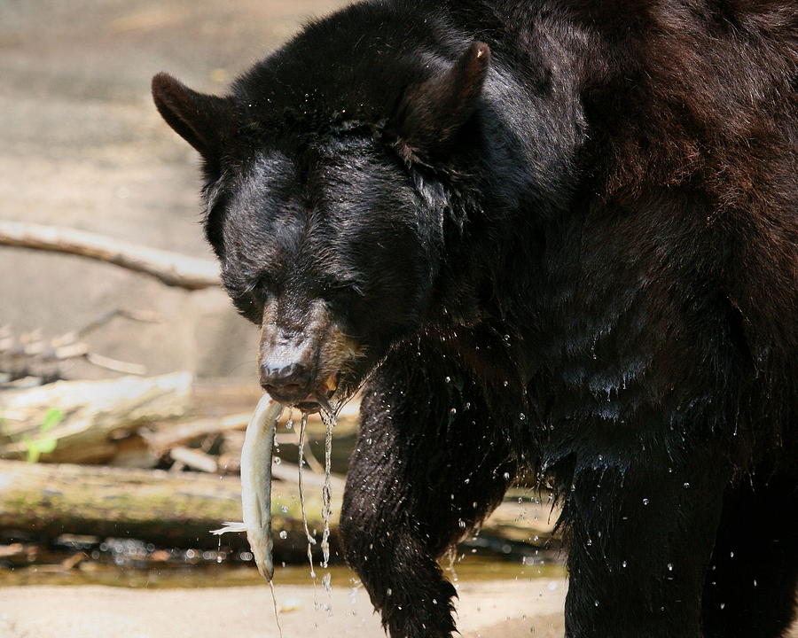 Black Bear Hunting Photograph by Angela Rath