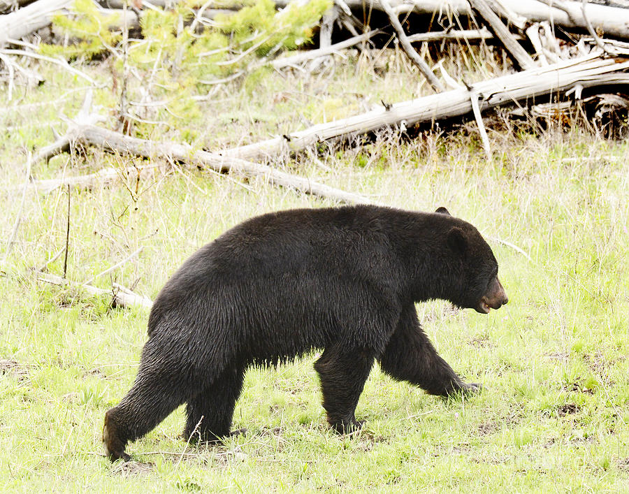 Black Bear Hunting Photograph by Dennis Hammer