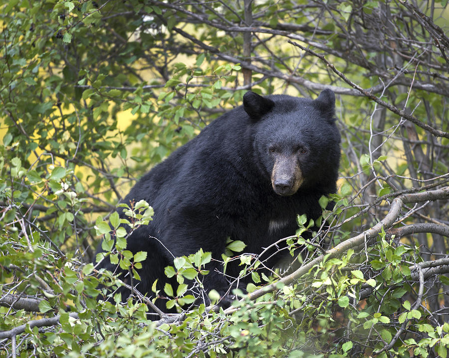 Black Bear II Photograph by Gary Langley