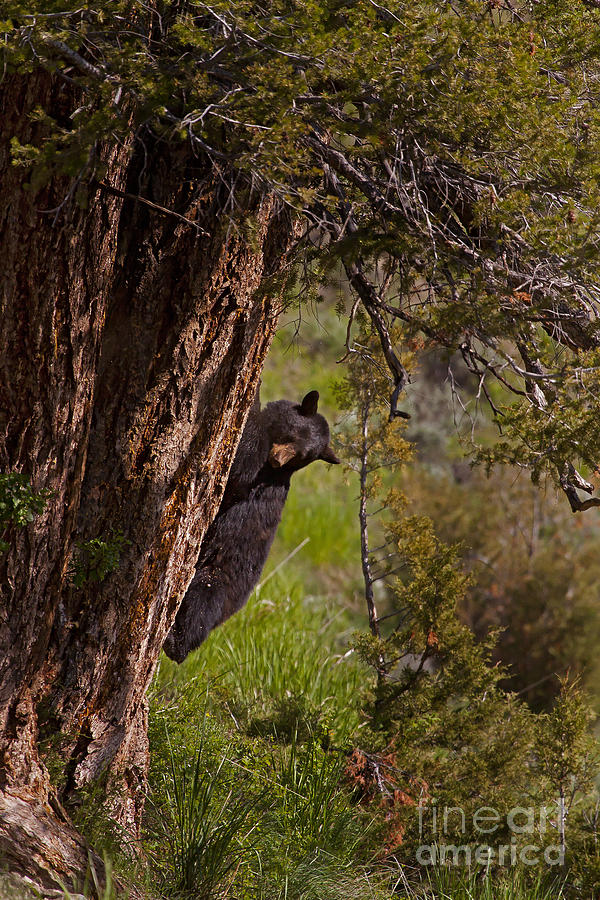 Black Bear In A Tree Photograph by J L Woody Wooden