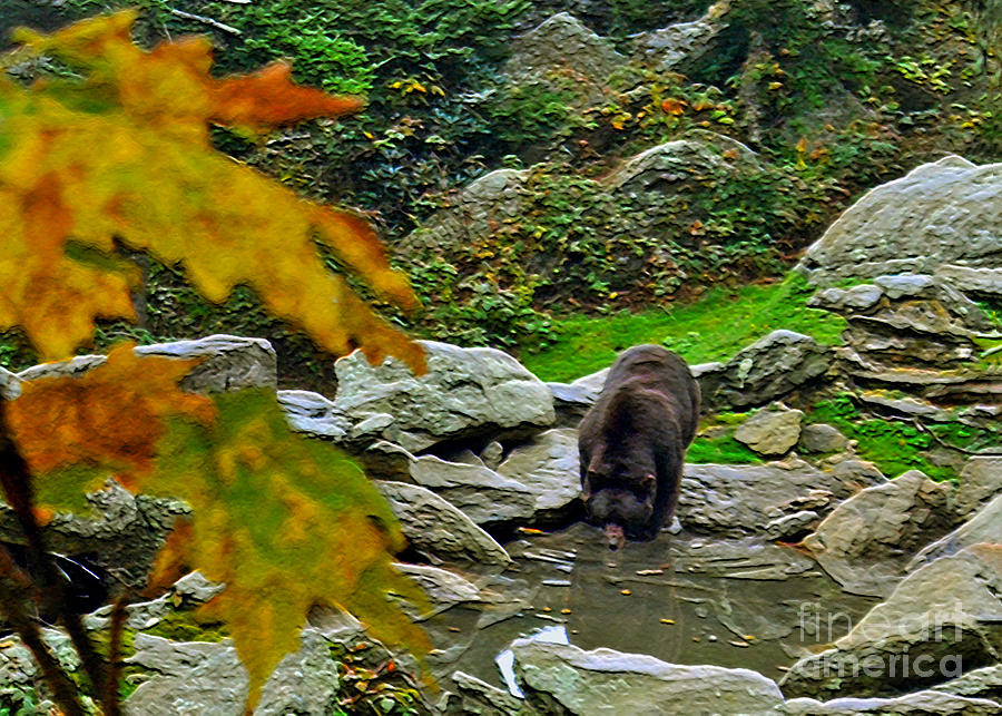 Black Bear in Autumn Photograph by Lydia Holly
