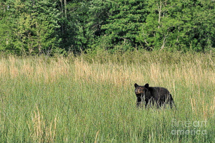 Black Bear in field Photograph by Dan Friend