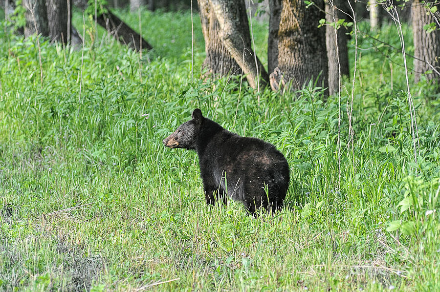 Black Bear in field looking Photograph by Dan Friend