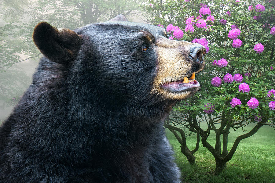 Black Bear in Spring Photograph by Mary Almond