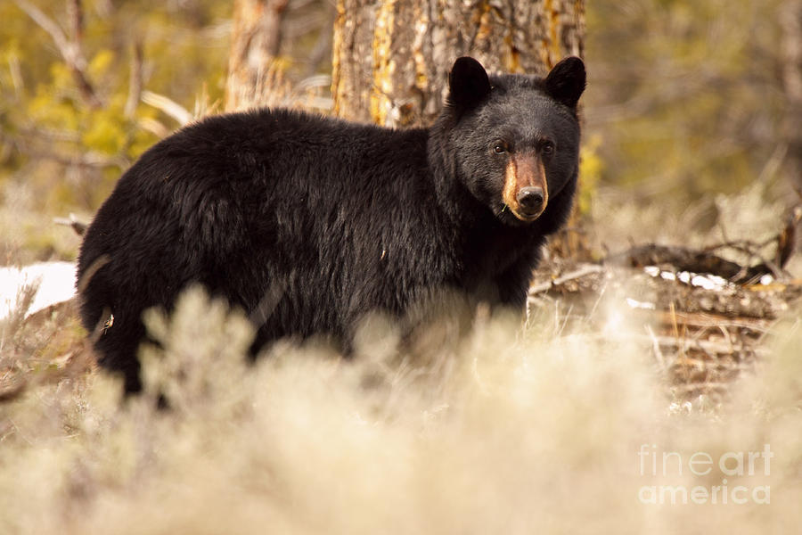 Black Bear In Spring Photograph by Max Allen