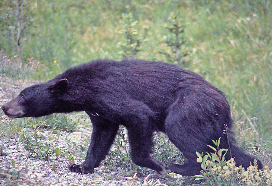 MA-243-Black Bear in the Rockies Photograph by Ed  Cooper Photography