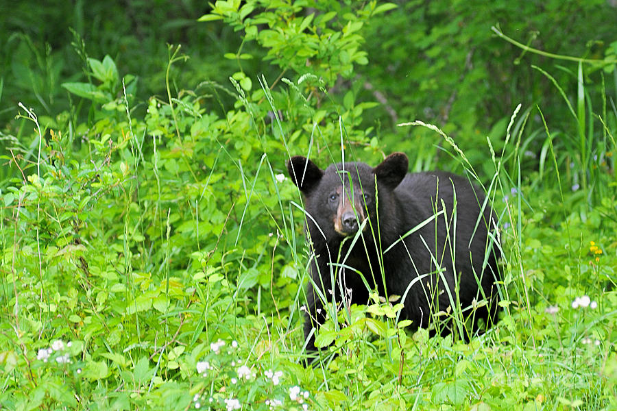 Black bear in weeds Photograph by Dan Friend