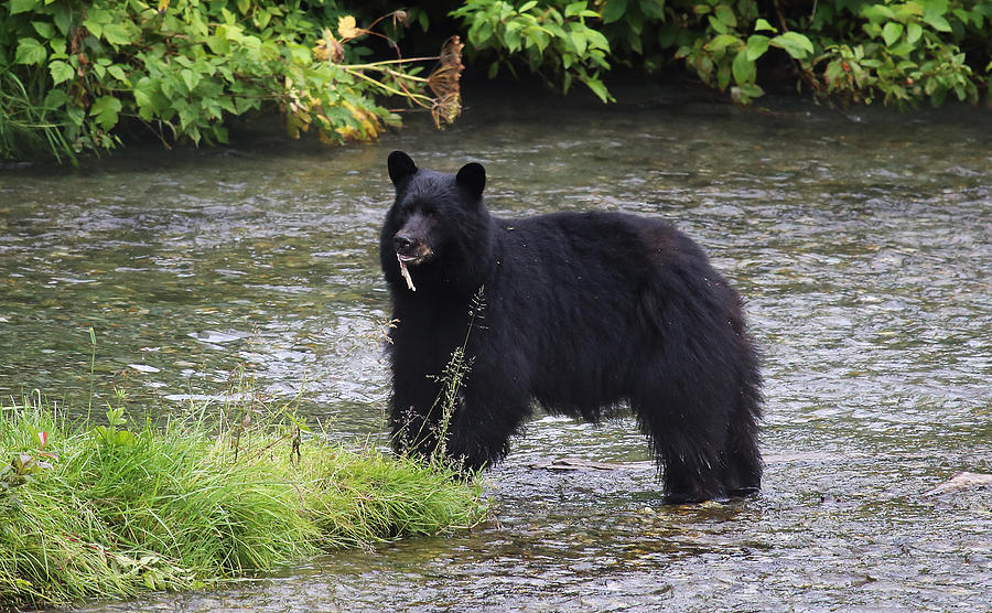 Black Bear Photograph by Jean Clark