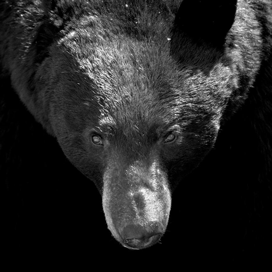 Black Bear Photograph by Jeremiah John McBride