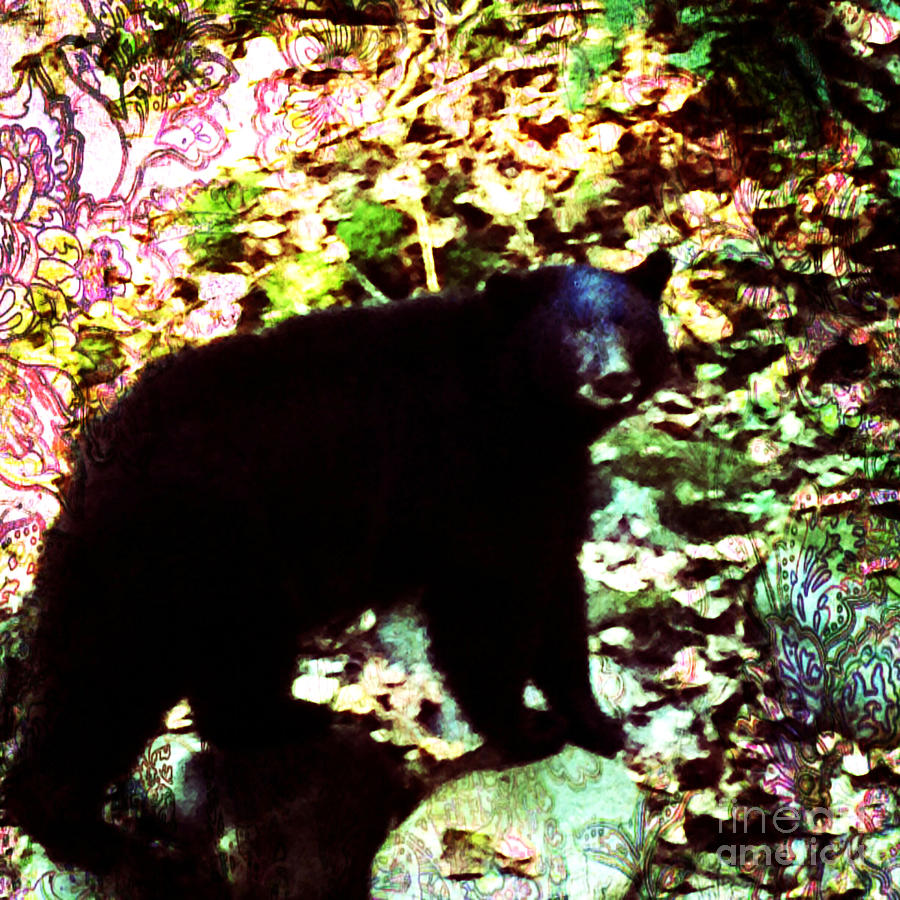 Black Bear  Photograph by Kim Prowse
