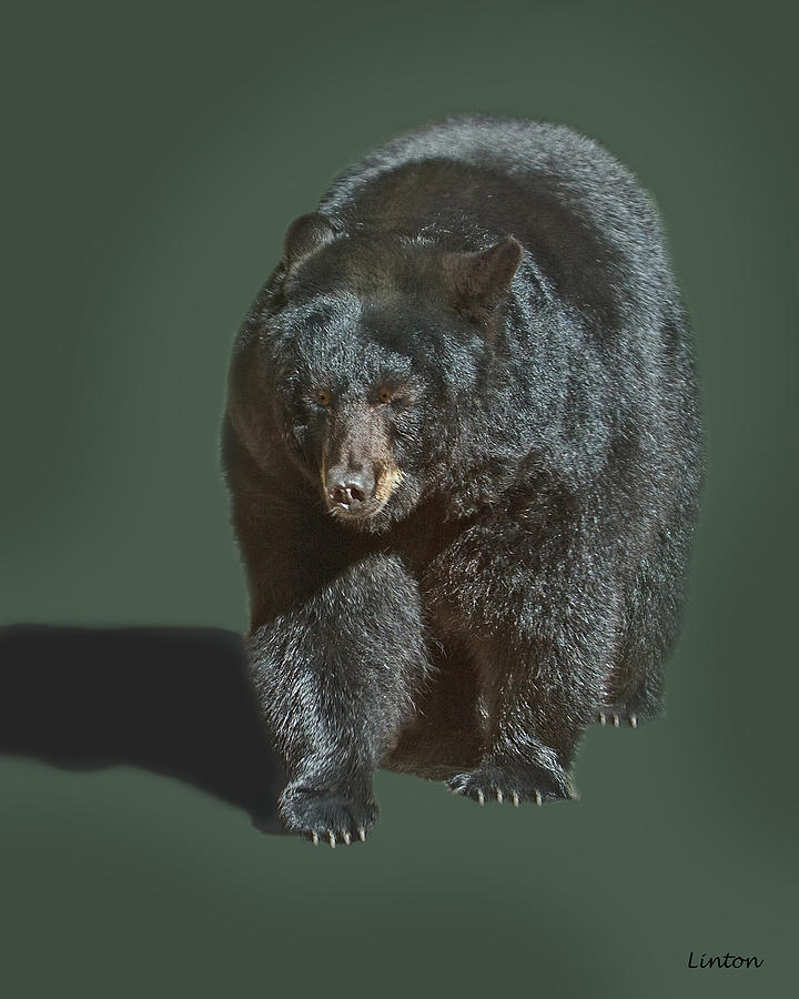 Black Bear Photograph by Larry Linton