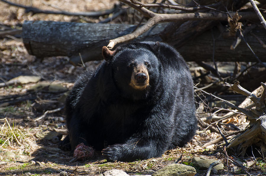 Mammal Photograph - Black Bear looking foreward by Flees Photos