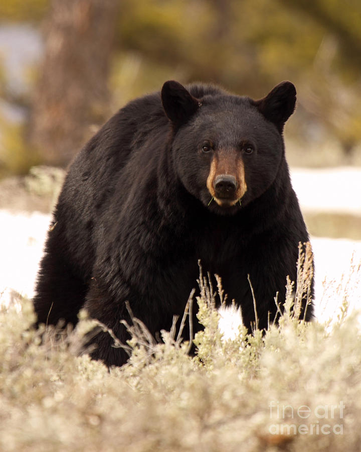Yellowstone National Park Photograph - Black Bear Looking In by Max Allen