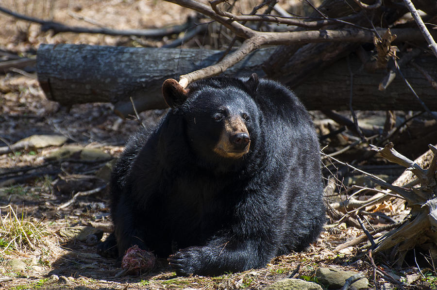 Mammal Photograph - Black Bear looking left guarding food by Flees Photos