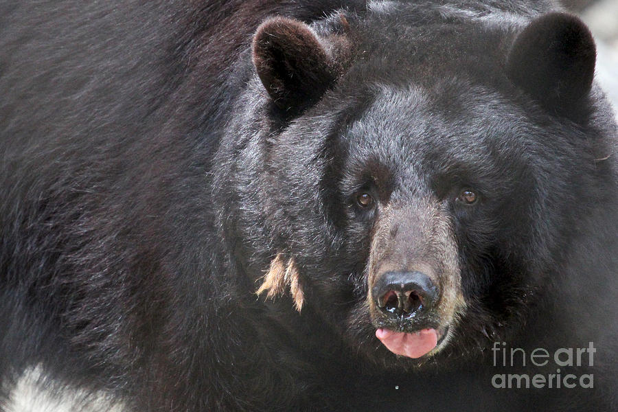 Wildlife Photograph - Black Bear by Meg Rousher