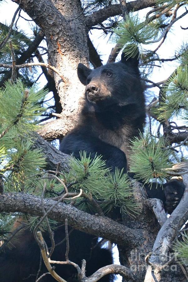 Black Bear observing the surroundings Photograph by Greg Davis