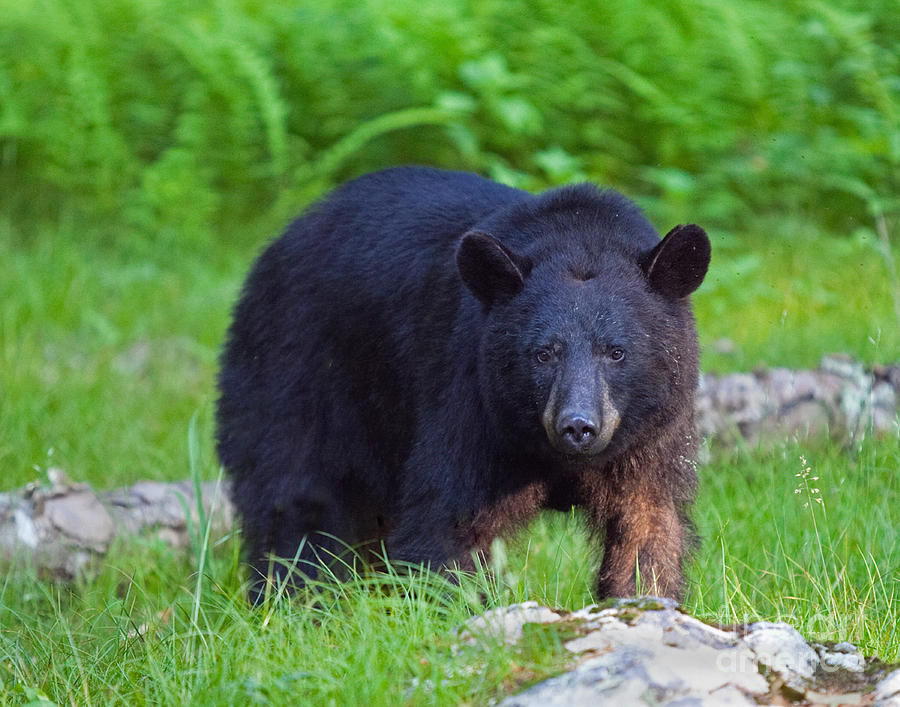 Black Bear on the Prowl Photograph by Jack Nevitt