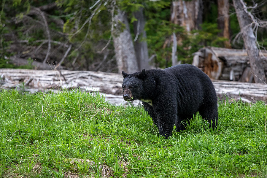 Black Bear Photograph by Pierre Leclerc Photography