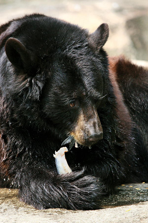 Black Bear Portrait Photograph by Angela Rath