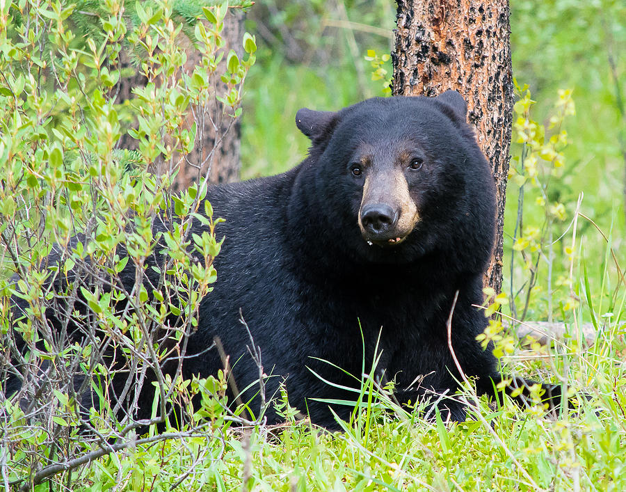 Black Bear Portrait Photograph by Mark Little