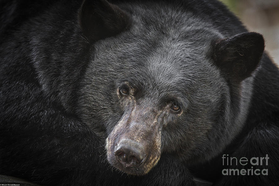 Nature Photograph - Black Bear Portrait by Mitch Shindelbower