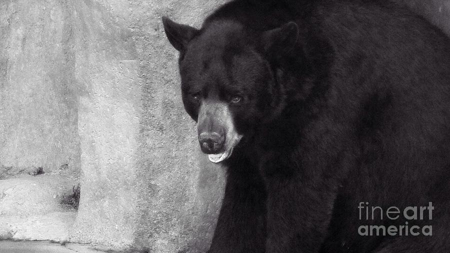 Black Bear Pose Photograph by Susan Garren