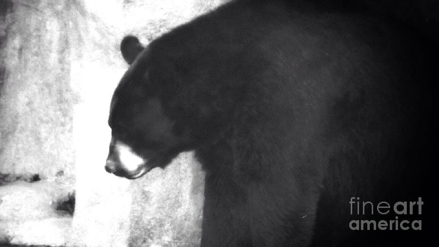 Black Bear Profile Photograph by Susan Garren
