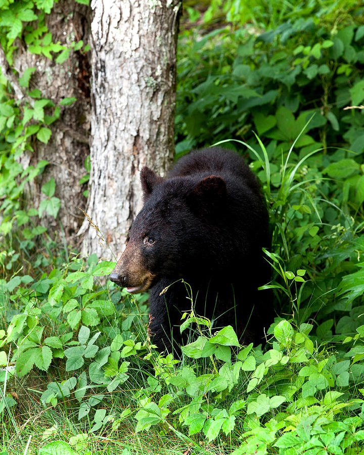 black-bear-photograph-by-rich-lewis-fine-art-america