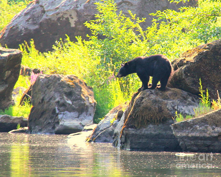 Black Bear River Photograph by Michele Hancock Photography | Pixels