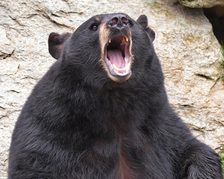 Black Bear roaring Photograph by Mary Almond