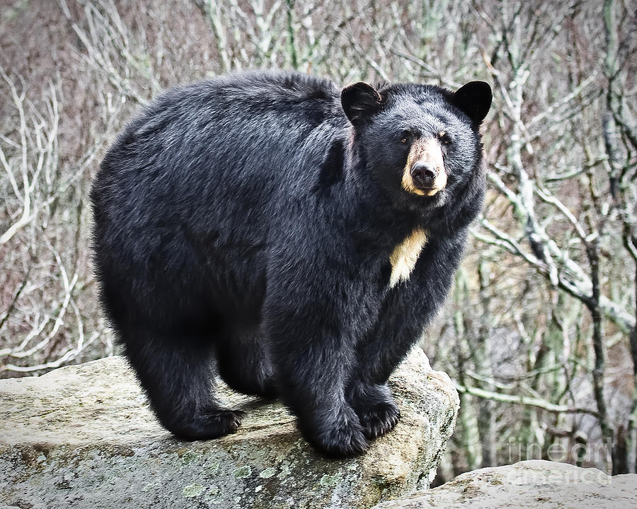 Black Bear  Photograph by Ronald Lutz