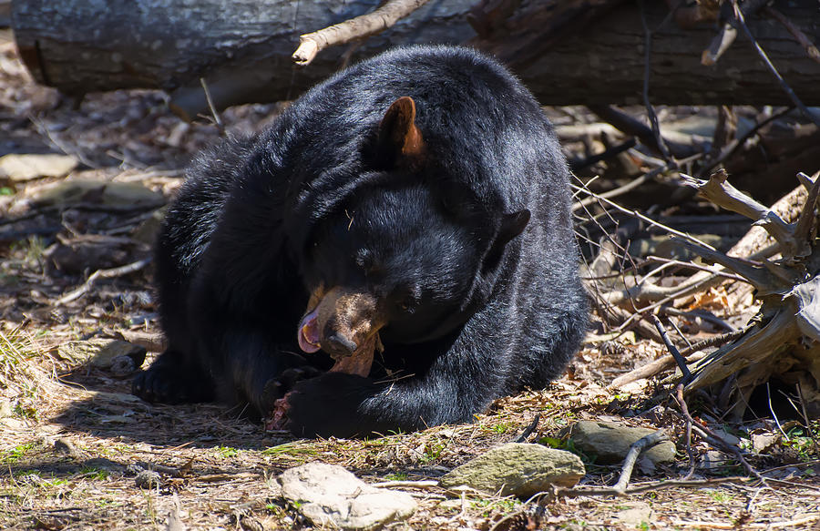 Mammal Photograph - Black Bear second bite by Flees Photos