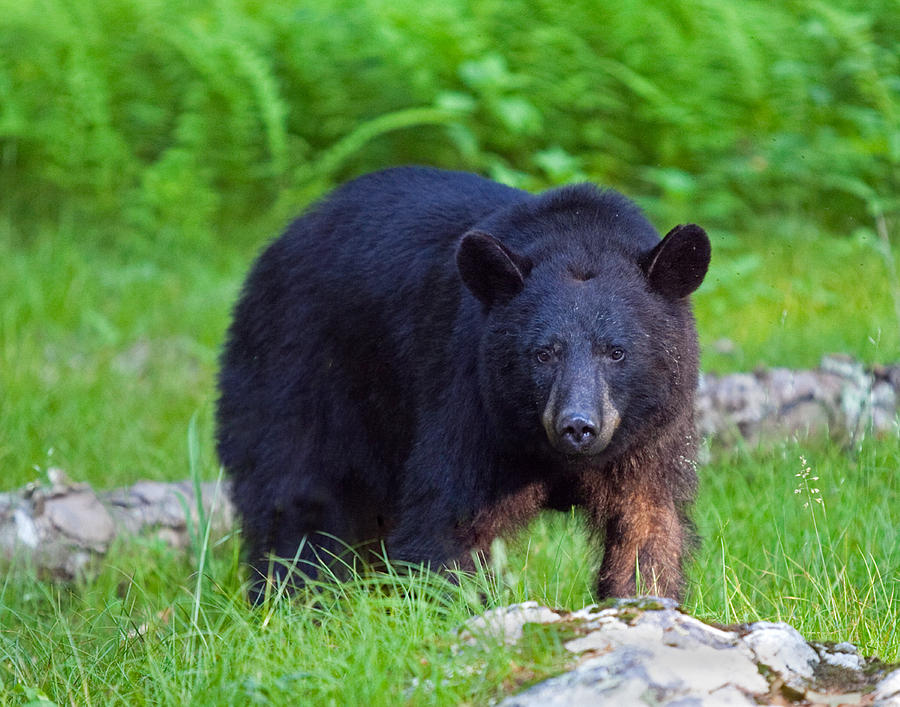 Black Bear Shenandoah Park Photograph by Jack Nevitt - Fine Art America