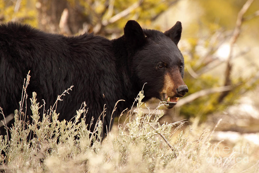 Black Bear Showing Teeth Photograph by Max Allen