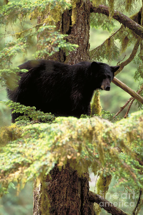 Black Bear. Southeast Alaska Photograph by Art Wolfe