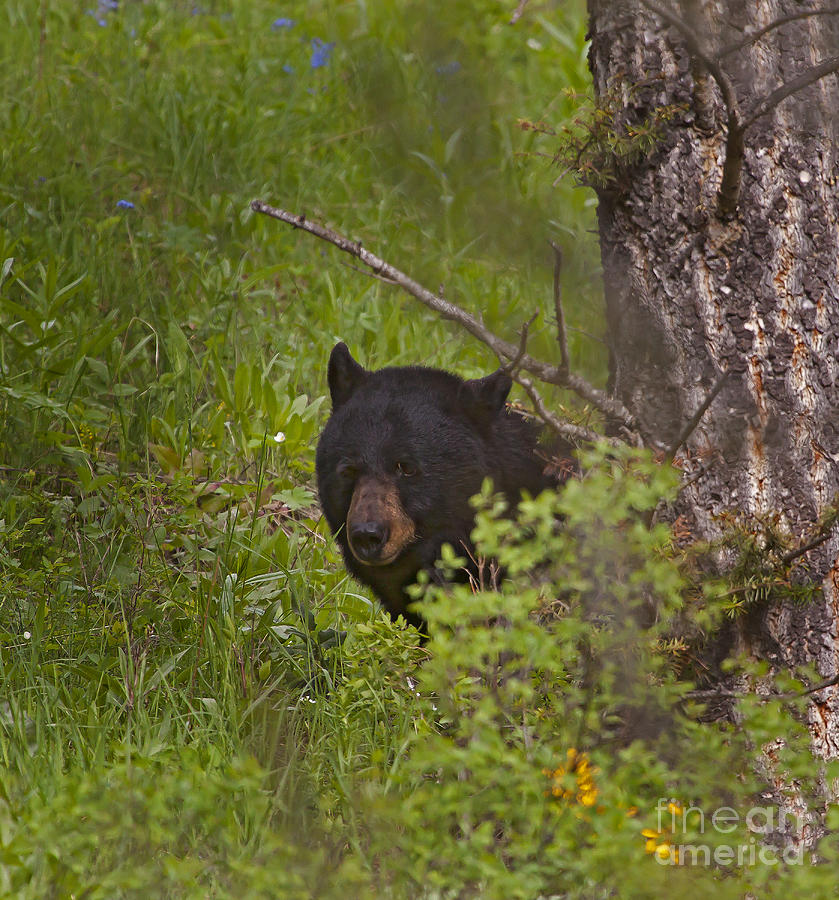 Black Bear Sow  #4754 Photograph by J L Woody Wooden