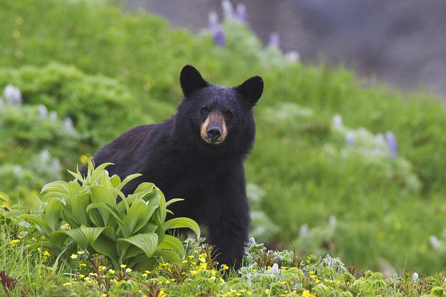 Summer Photograph - Black Bear Standing In Alpine by Milo Burcham