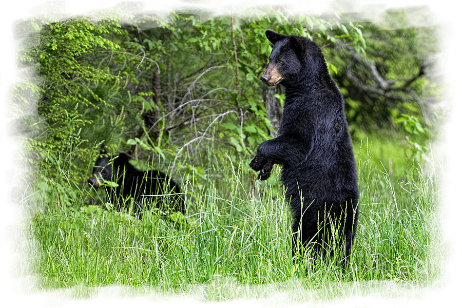 Black Bear standing upright  Photograph by Dan Friend
