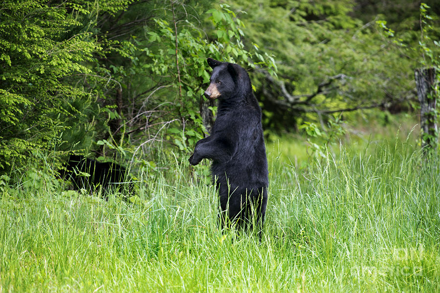 Black bear standing upright looking Photograph by Dan Friend