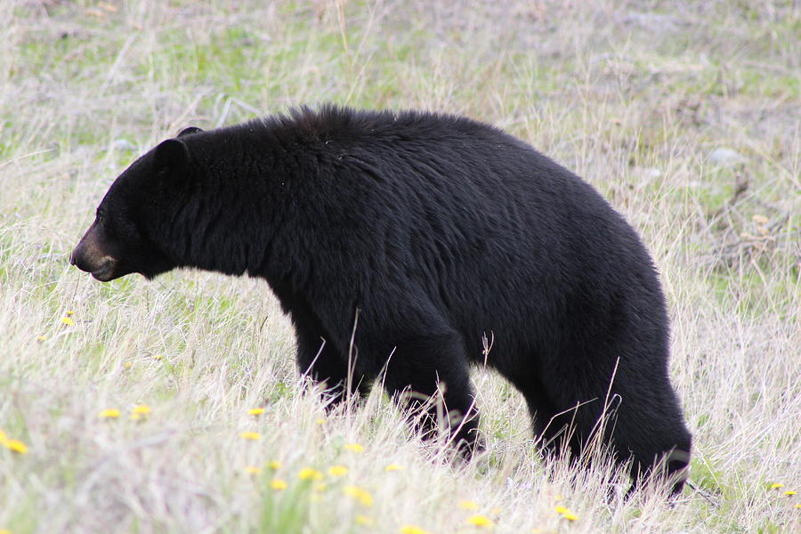 Black Bear Photograph