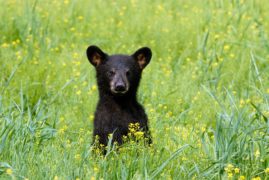 Black Bear Photograph by Stephen J Krasemann