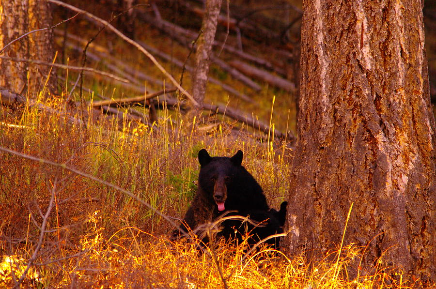 Yellowstone National Park Photograph - Black bear sticking out her tongue  by Jeff Swan