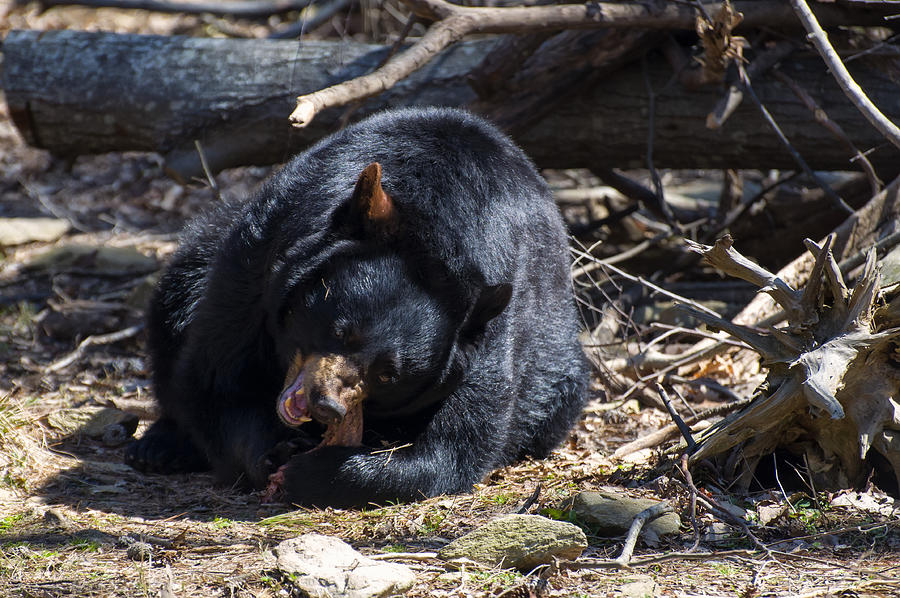 Black Bear success  Photograph by Flees Photos