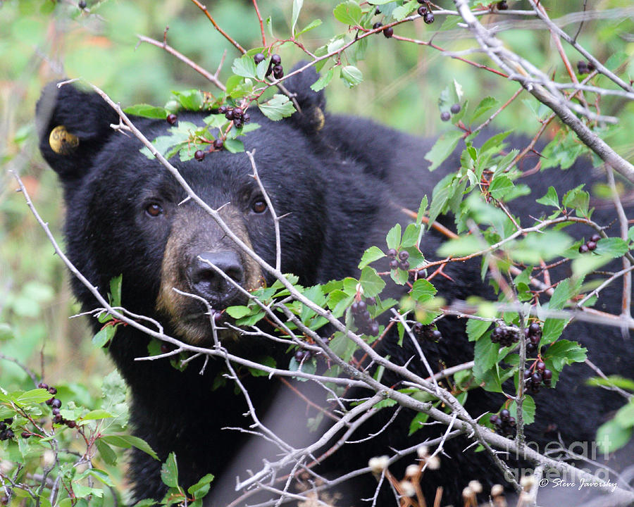 Black Bear Teton National Park Photograph by Steve Javorsky