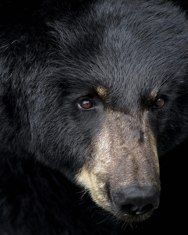 Black Bear Photograph by TnBackroadsPhotos